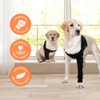 Suitical Recovery Sleeve for Dogs | Front Leg Protection After
