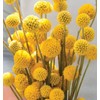 GardeningTreasures 25 Craspedia Drumstick seeds
