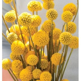 GardeningTreasures 25 Craspedia Drumstick seeds