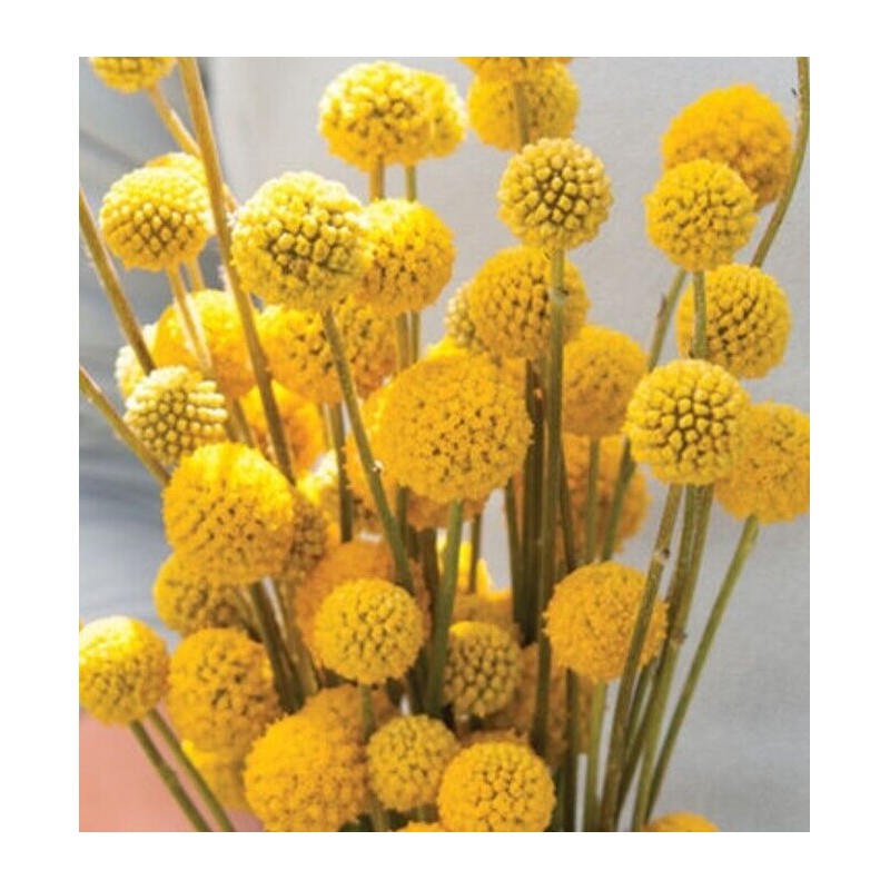 GardeningTreasures 25 Craspedia Drumstick seeds