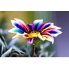 20 Pcs Multicolor Dwarf Variegated Sunflower Seeds Home Garden Decor