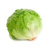 Iceberg Lettuce Seeds - Fall Crop and Cool Season Planting