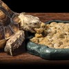 SLSON Small Reptile Feeder Terraium Bowl Plastic Shallow Reptile Feeder