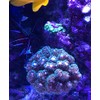Live Saltwater Coral Frag - Green Pocillopora (Frag)