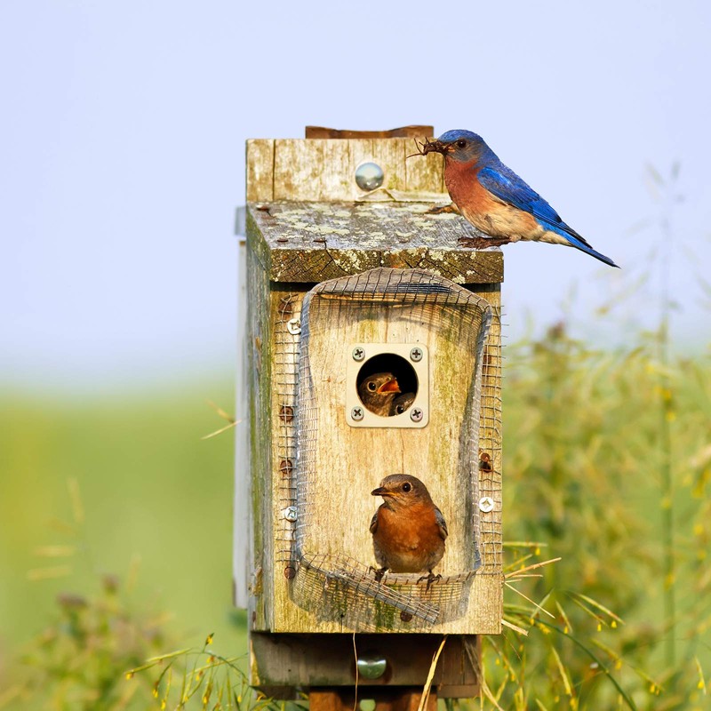 Metal Bird House Guard with Copper Portal for Eastern Bluebird