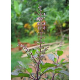 100+ Krishna Tulsi Holy Basil Seeds Red Leaf Indian Sacred Red Leaf Herb Tulasi Thulasi Shayam Heirloom Non-GMO Fragrant Grown in USA