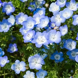 1000+ Baby Blue Eyes Wildflower Seeds - Baby Blue Eyes Seeds for Planting - Non-GMO Heirloom Seeds