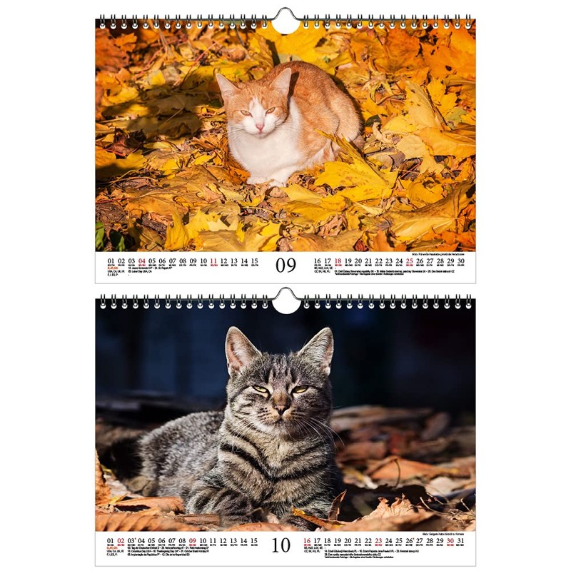 Katzenzauber DIN A4 Calendar for 2022 Cats and Cats Seelenzauber