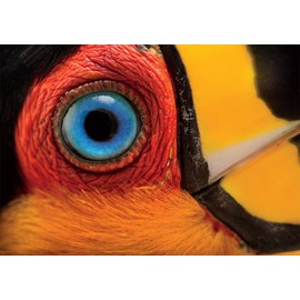 Buffalo Games - NatGeo/Joel Sartore - Ariel Toucan - 500 Piece Jigsaw Puzzle for Adults - Challenging Puzzle Perfect for Game Nights - Finished Puzzle Size is 21.25 x 15.00