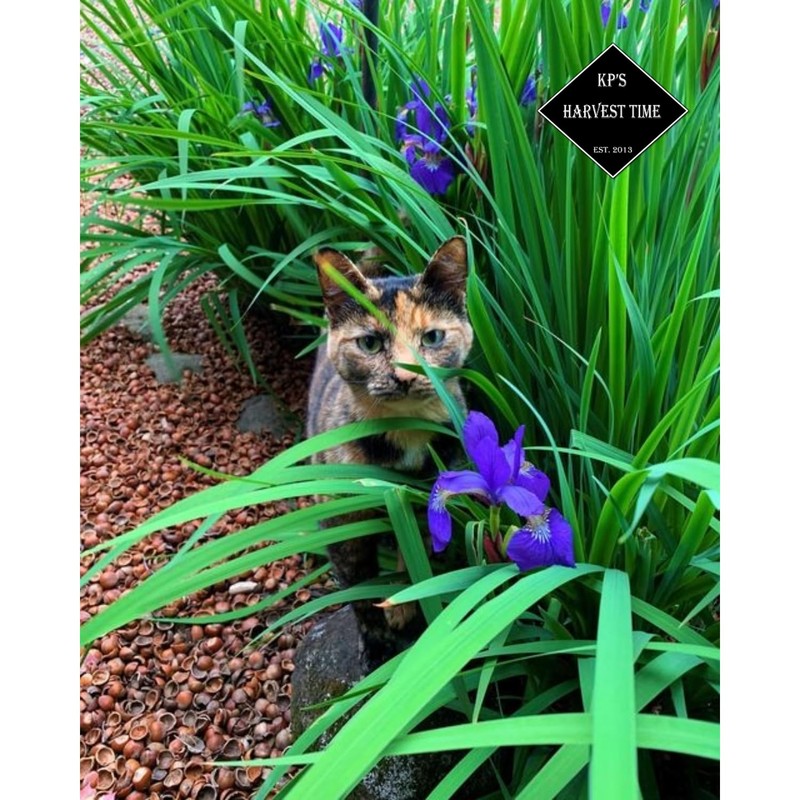 Hazel Shell Mulch Amendment Product - 1.5 Cubic Foot (Hazelnut