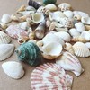 Shells Mixed, Natural Shells, Beach Shells, Craft Shells, Decorative Shells,