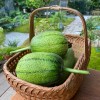 Fresh Apple Luffa Seeds - Muop Tao, Rare Heirloom Non-GMO