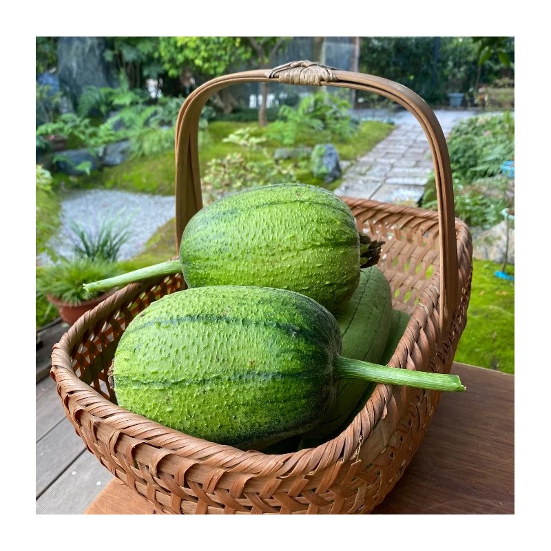 Fresh Apple Luffa Seeds - Muop Tao, Rare Heirloom Non-GMO