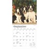 BrownTrout, Boston Terrier Puppies 2025 Mini Wall Calendar