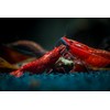 Supreme Freshwater Aquatic Snail Food Mix with Calcium,Bug Sticks,Krill,Spirulina &
