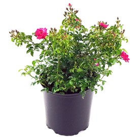 Green Promise Farms FCROSFPS02 Rosa Supreme Semi Double Bright Flowers, Pink