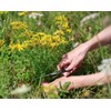 St. John's Wort (Hypericum perforatum), 2 oz (57 grams), Wild-Harvested