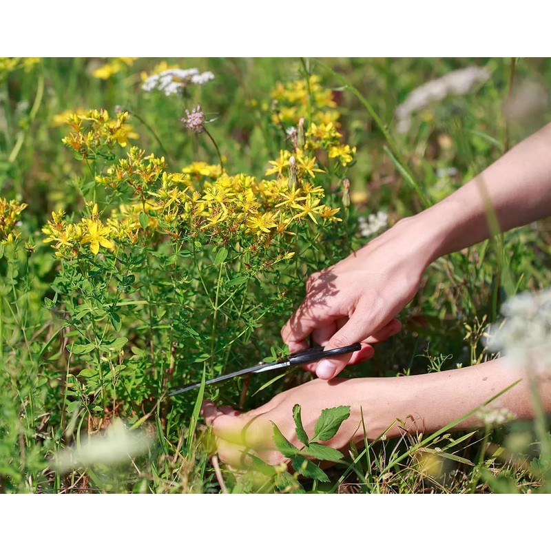 St. John's Wort (Hypericum perforatum), 2 oz (57 grams), Wild-Harvested