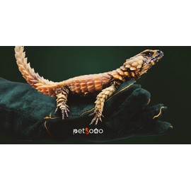PETSOOO Pet Bite-proof Gloves Animal Handling Gloves Strengthen Leather Pet Reptile Handling Gloves Bite Resistant Protection Gloves for Dog Cat Bird Snake Parrot Lizard Reptile Bathing Grooming