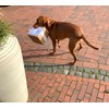 TISCO Lambskin Ball for Dogs, 16 cm Large Ball, Outdoor