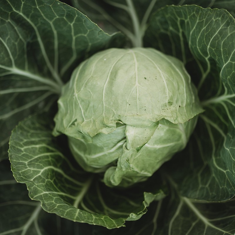 Early Golden Acre Cabbage - 100 Seeds - Heirloom Cabbage