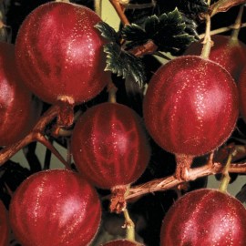 live plant Hinnomaki Red Gooseberry Plant well rooted starter plant 15-20 inches tall