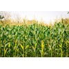 CHNYWORK 15x8ft Cornfield Backdrop Autumn Green Corn Field Corn Stalks