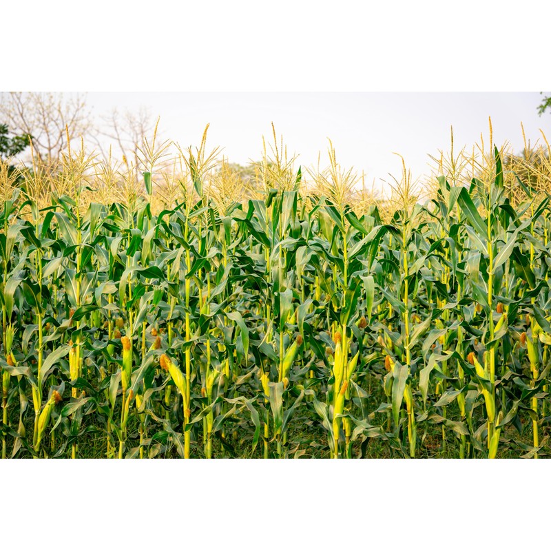 CHNYWORK 15x8ft Cornfield Backdrop Autumn Green Corn Field Corn Stalks