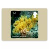 Royal Mail WILD COASTS, COLD-WATER CORAL REEF, ORIGINAL ROYAL MAIL POSTCARD, YEAR 2021