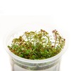 SubstrateSource Rotala H'ra Tissue Culture Aquatic Live Aquarium Plant -