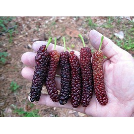 Bountiful Garden Nursery Pakistan Long Mulberry Tree – Morus Macroura - Live Plant