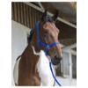 Various Various Headcollar and Lead Rope Club - Colours -