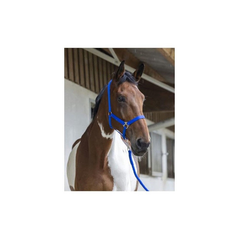 Various Various Headcollar and Lead Rope Club - Colours -