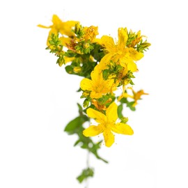 St. John's Wort Oil Massage Oil 250 ml - Hypericin Free - Therapist Professional Quality - Thorn Breuß Massage