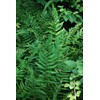 Perennial Farm Marketplace Dryopteris x Australis (Dixie Wood) Hardy Fern,