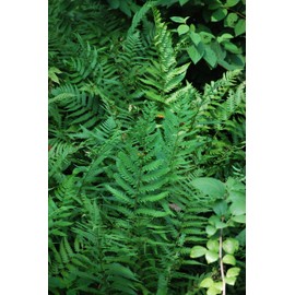 Perennial Farm Marketplace Dryopteris x Australis (Dixie Wood) Hardy Fern, Size-#1 Container, Rich Semi-Evergreen Fronds