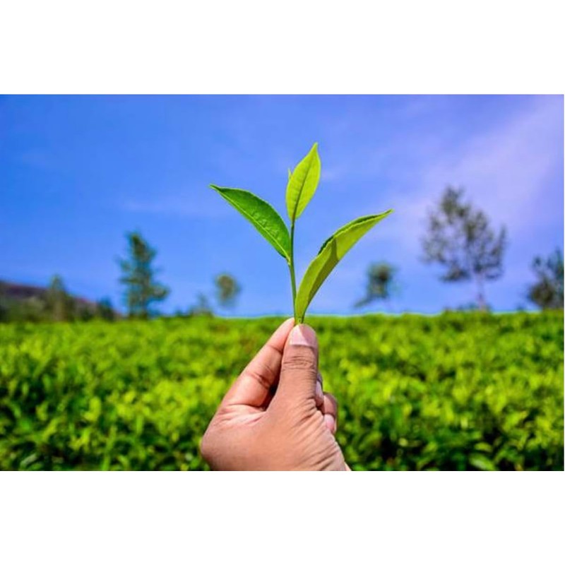 Denise's Fine Tea, USDA Organic, Alishan High Mountain Oolong, Luxury