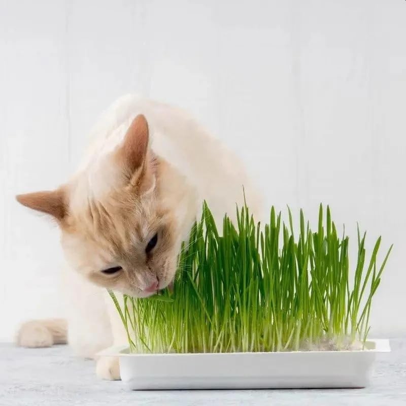 Webbox Webbox Cat Grass Kit 120g