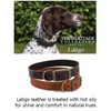 Ancol Latigo Flexible Stretchy Dog Collar Chestnut Leather Pet Training