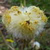 Coltsfoot Seeds (Tussilago farfara) 100+ Medicinal Herb Wildflower Seeds, Yellow