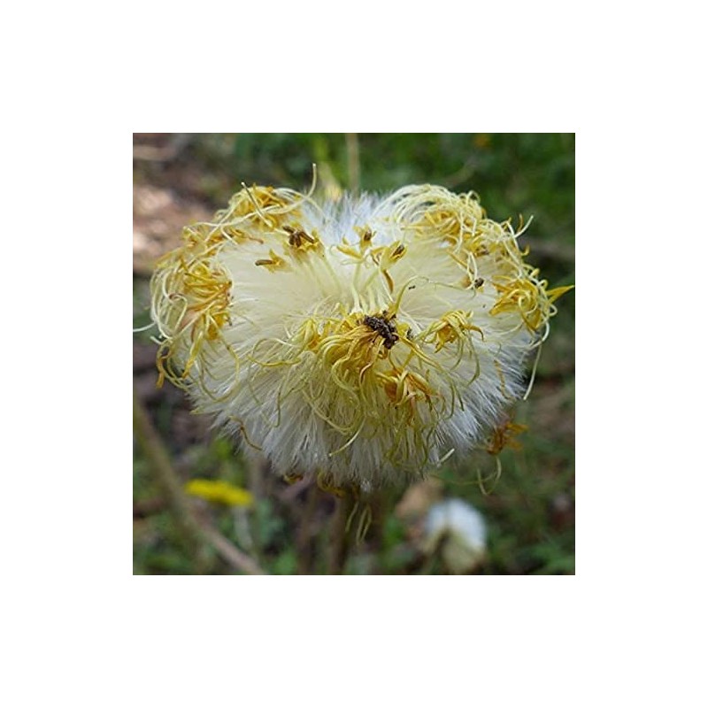 Coltsfoot Seeds (Tussilago farfara) 100+ Medicinal Herb Wildflower Seeds, Yellow