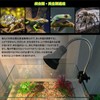 Reptile Light, Ultraviolet Light, Turtle, UVB, UVA, Reptile Thermal Light,