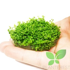 Hemianthus Callitrichoides Dwarf Baby tears Tissue Culture Vitro Cup Freshwater Live Aquarium Plants Decoration BUY2GET1FREE