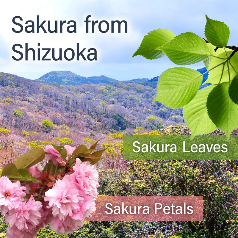 Sakura Green Tea Sencha with Cherry Blossom Petals - Japanese