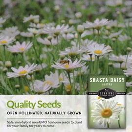 Shasta Daisy Seed for Gardening - 5 Packets with Instructions to Plant & Grow Beautiful White Perennial Flowers in Your Home Flower Garden - Non-GMO Heirloom Variety - Survival Garden Seeds
