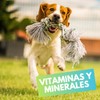 Fancy Pets MS Immune Tabletas Masticables para Perros – Suplemento