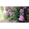 CrapeMyrtleGuy - Semi Dwarf Purple Zuni Trees - Quart Containers