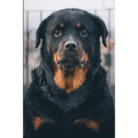 Rottweiler Notebook: Beautiful Rottweiler Dog Journal Diary Size 6"x 9", 120 College Ruled Pages, Amazing Gift