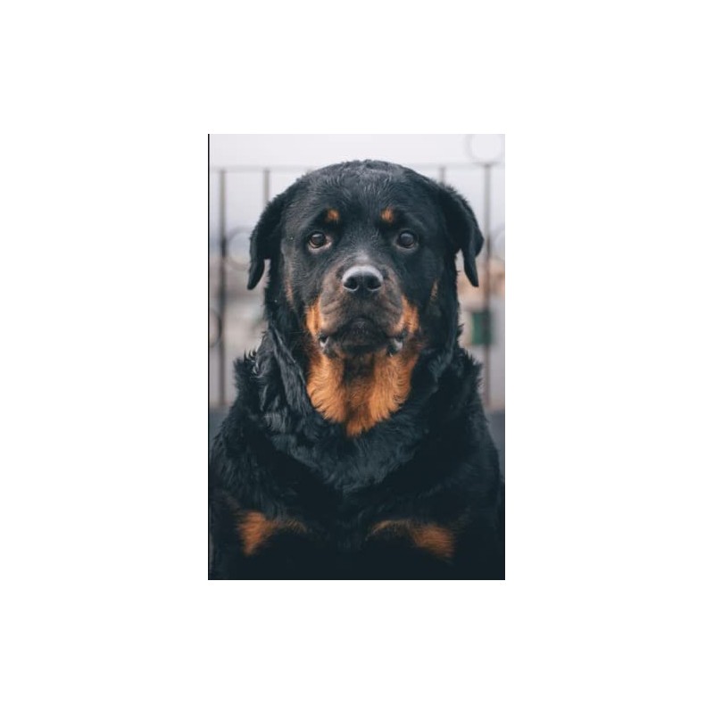 Rottweiler Notebook: Beautiful Rottweiler Dog Journal Diary Size 6"x 9",