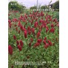 Fukkaen Seedlings 211994 Crimson Clover Seedlings, 0.3 gal (1 L)